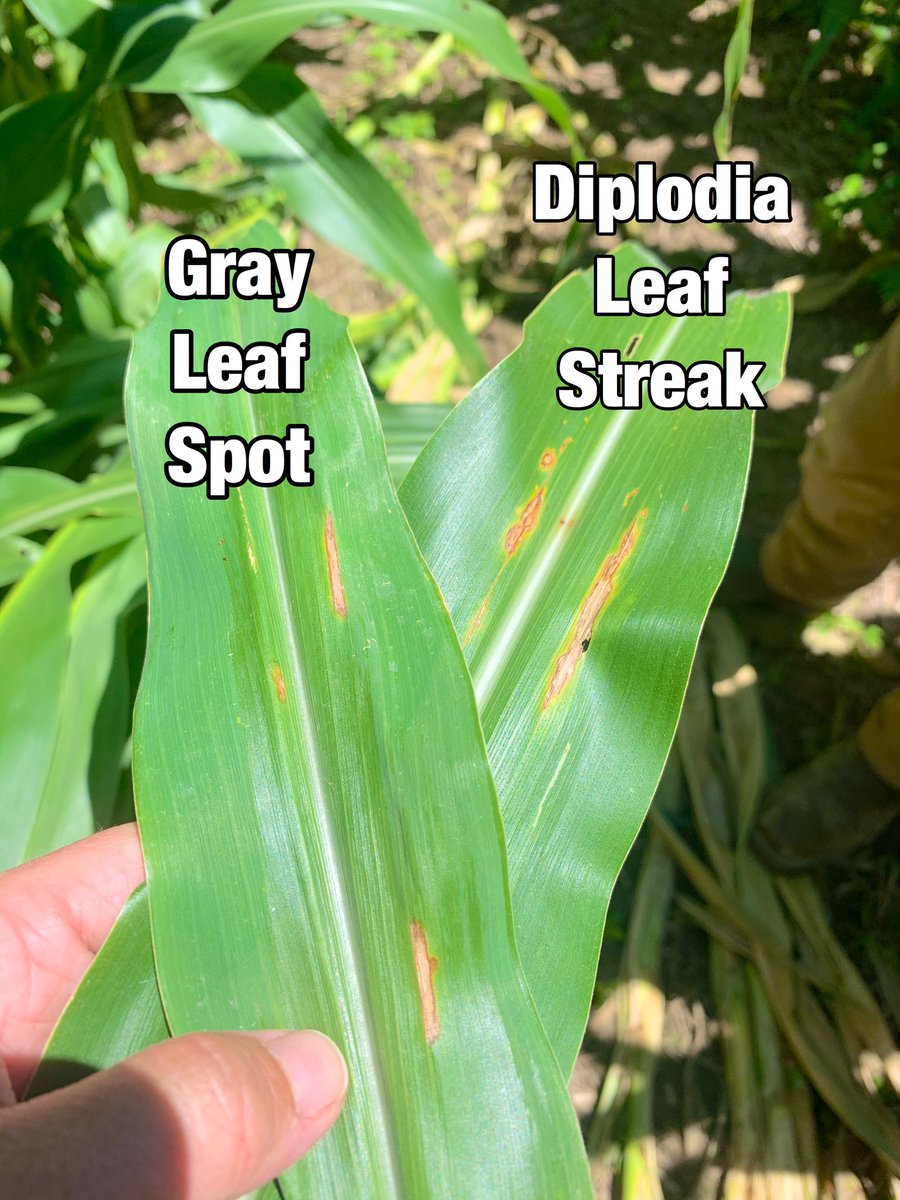 Agronomist_Whit's tweet image. ⚠️Disease is On⚠️ evidence of several lesions creeping into the lower canopy today in Sturgis &amp;amp; Morganfield, KY w/ @BluegrassAg &amp;amp; @bdwagr. Many field are getting ever closer to our critical VT-R1 fungicide app window! Be on the lookout 👀!