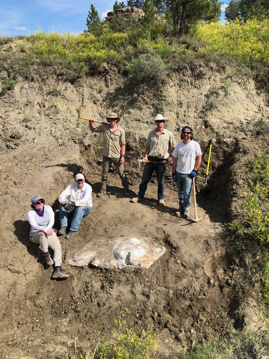 We started digging up Danielle’s Triceratops in July 2019, and had only 2 days to remove the overburden (the non-fossiliferous rock above the specimen) and open up the site.  #PrehistoricRoadTripPBS