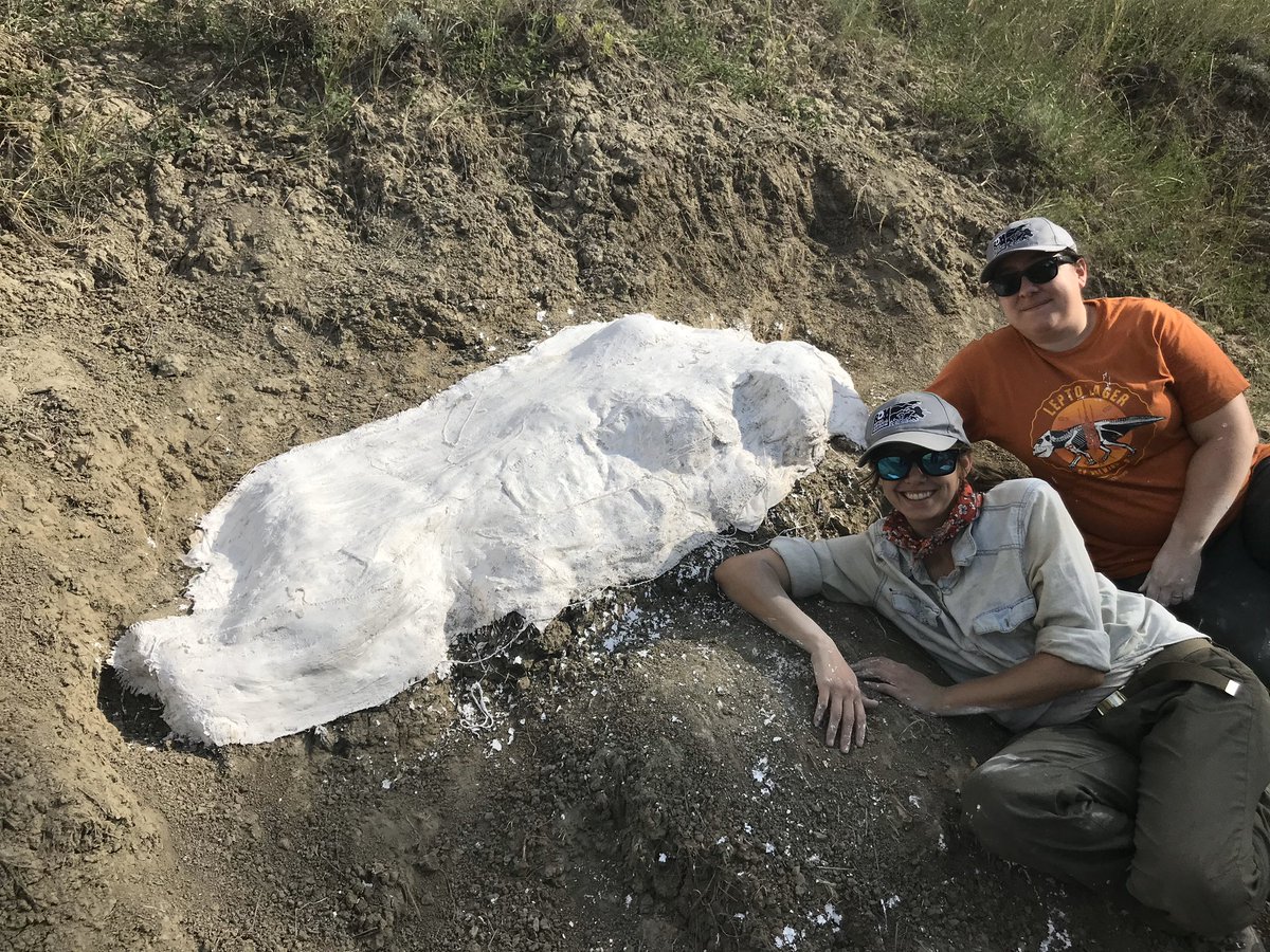 So, with the help of postdoc  @VictoriaArbour and phd student Jade Simon  @oisforoviraptor, we put a plaster cap or “winter jacket” over the fossil. We’d have to wait a whole year to find out exactly what was there . #PrehistoricRoadTripPBS