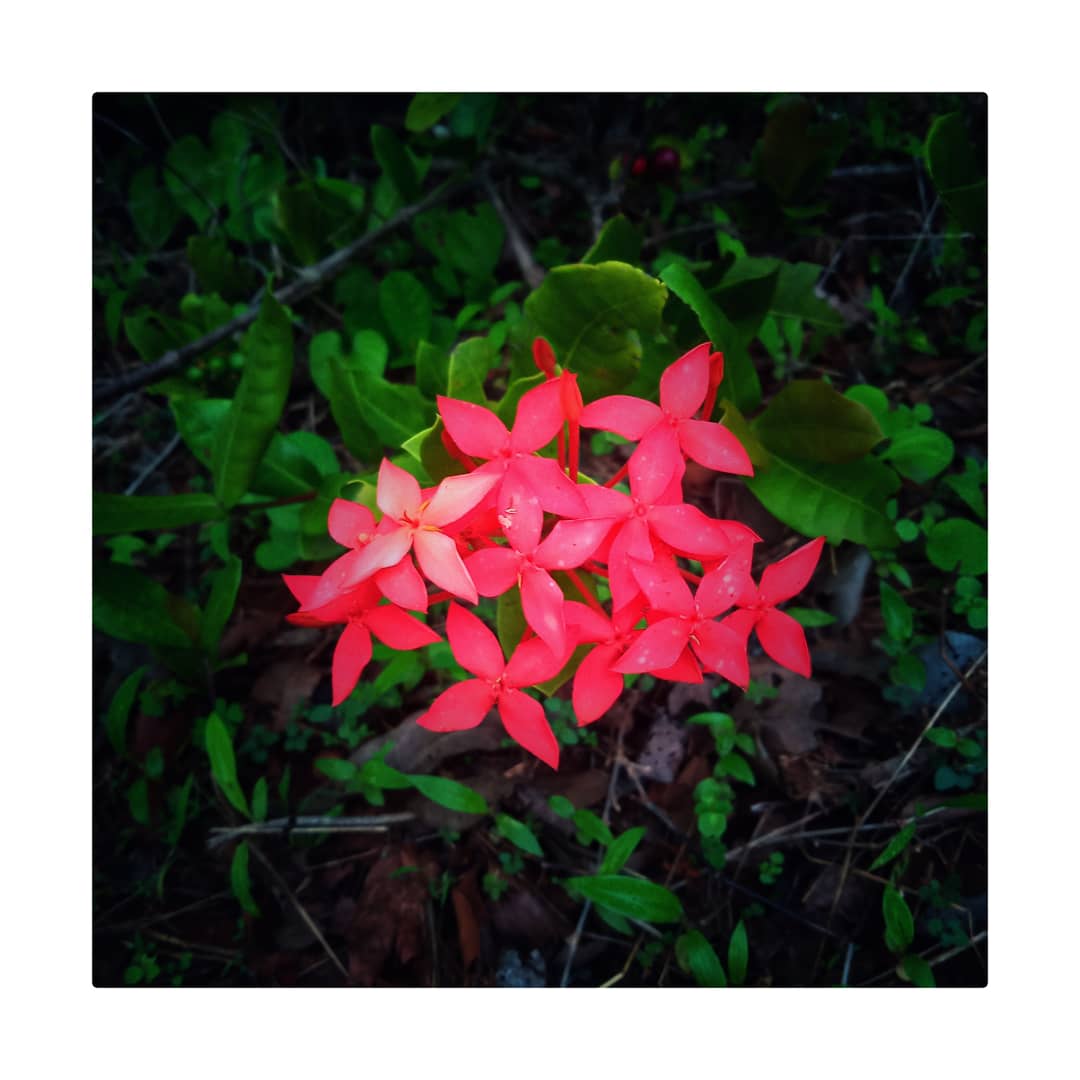 i_m_vaishu_8's tweet photo. Hey fam.... Good morning
.
.
.
.
.
.
#flowers #flowerclick🌸 #mansoon #mansoonseason #rainyday #rainyseason #greenery #kokan #kokanchi_shan #kokandiaries #kokanacha_nisarga #kokancha_nisarga #kokanig #sindhudurg_nature_ #sindhudurg_mh07 #flowersclick #mobileclick #mobile https://t.co/clJNXLWku7