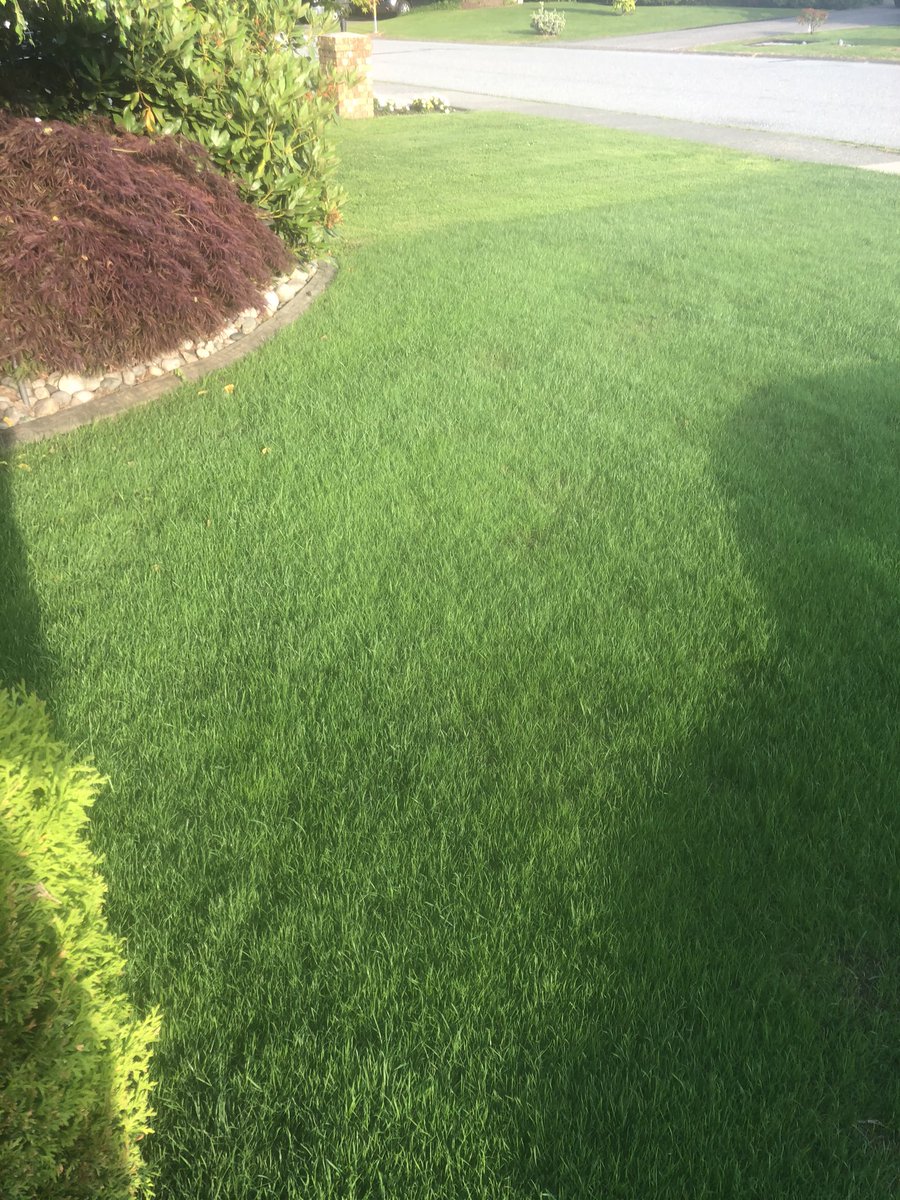 tygramps's tweet photo. #dadgoals #covidgrass https://t.co/0SZ1BsCtd0