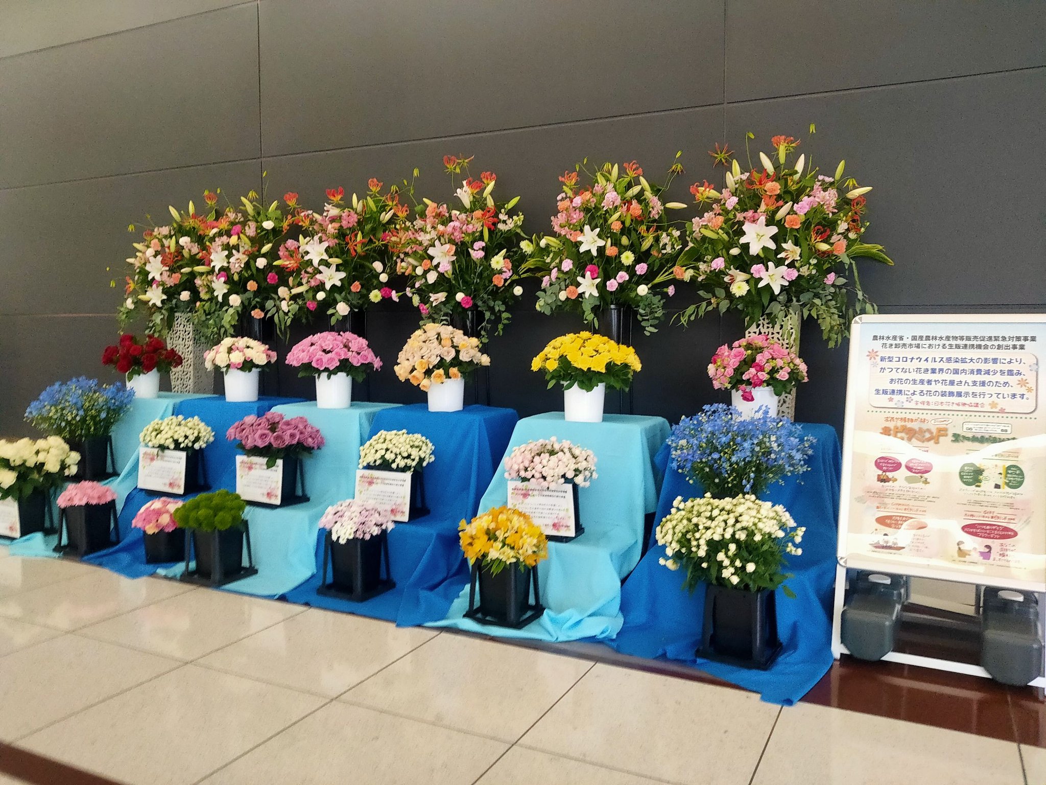 中部国際空港セントレア セントレア第1ターミナル2階の国内到着ロビーと連絡通路には色鮮やかなあいちの花が展示されてます 愛知県は花卉の生産日本一なんですよ T Co Rn3jzywpjm Twitter