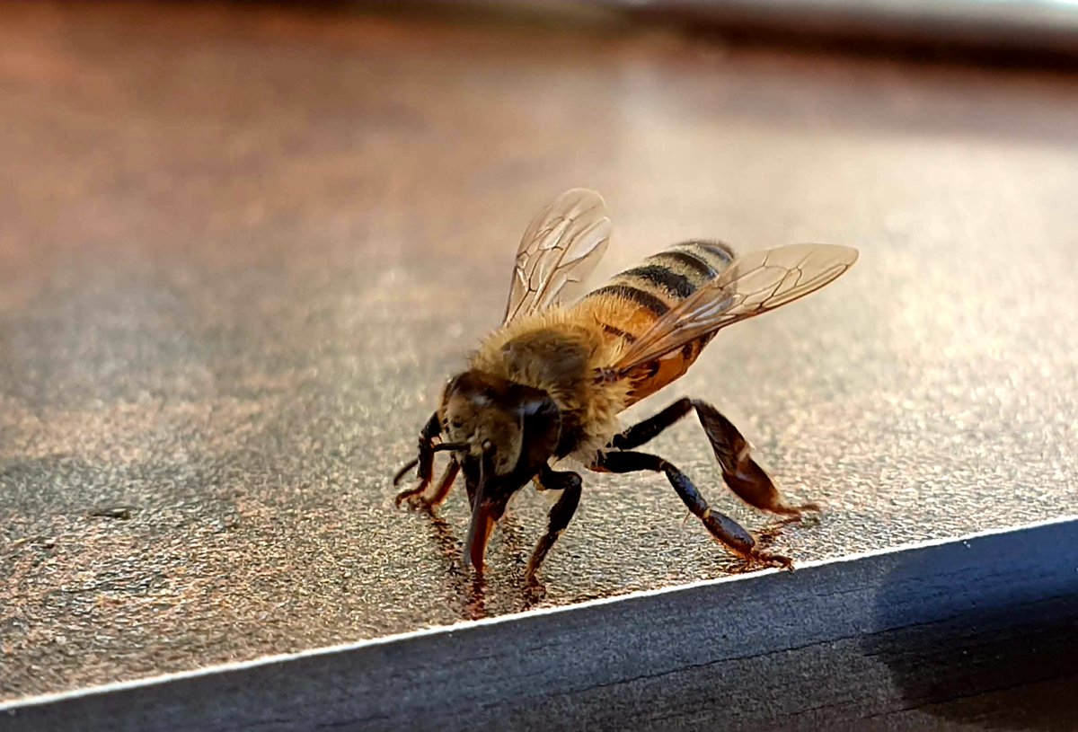 BeesCount tweet media