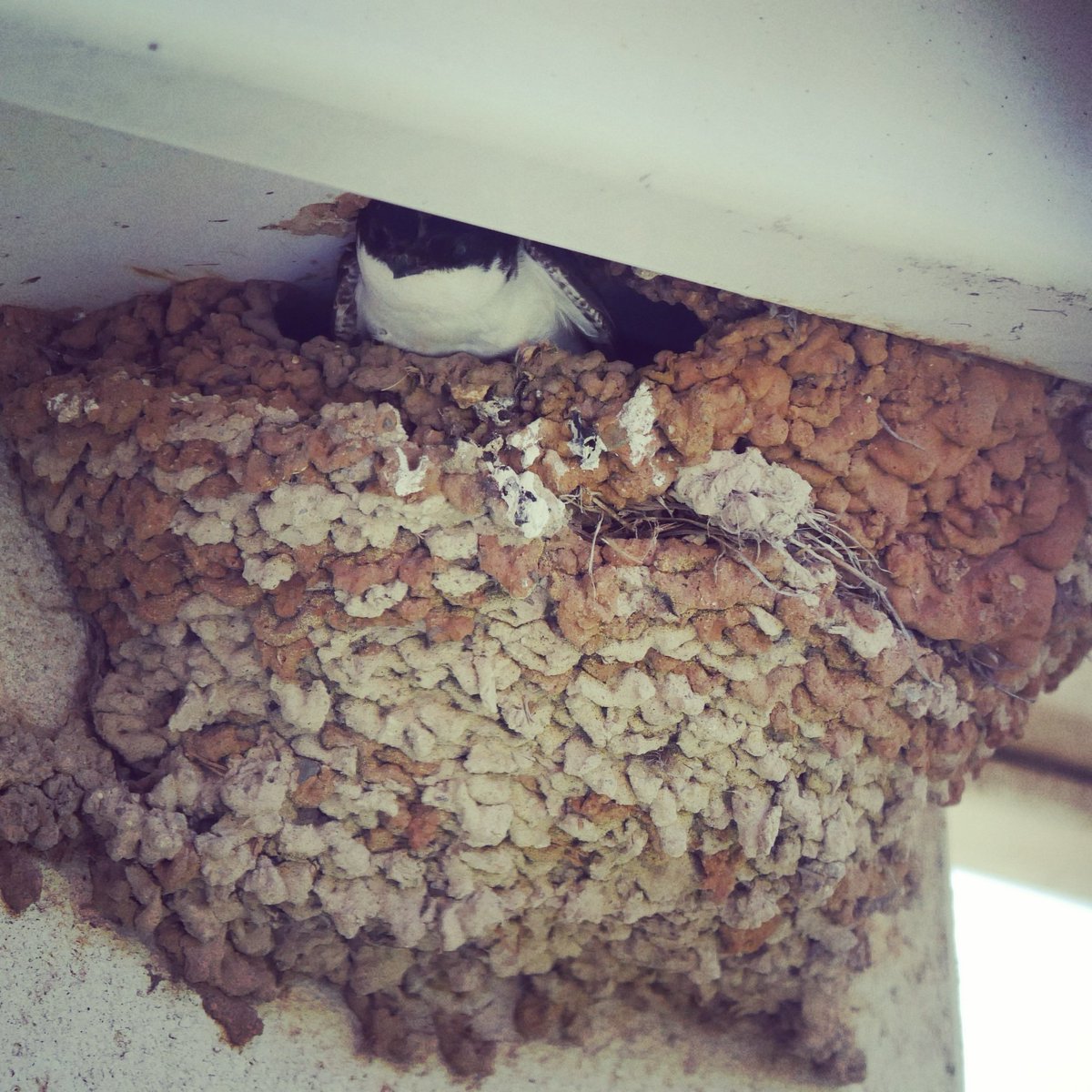 BemptonView's tweet image. Can't wait to see how our neighbours are getting on this year. We have about 5 house martin nests on our building and I feel so lucky to be able to watch them from the comfort of the living room #birdwatching