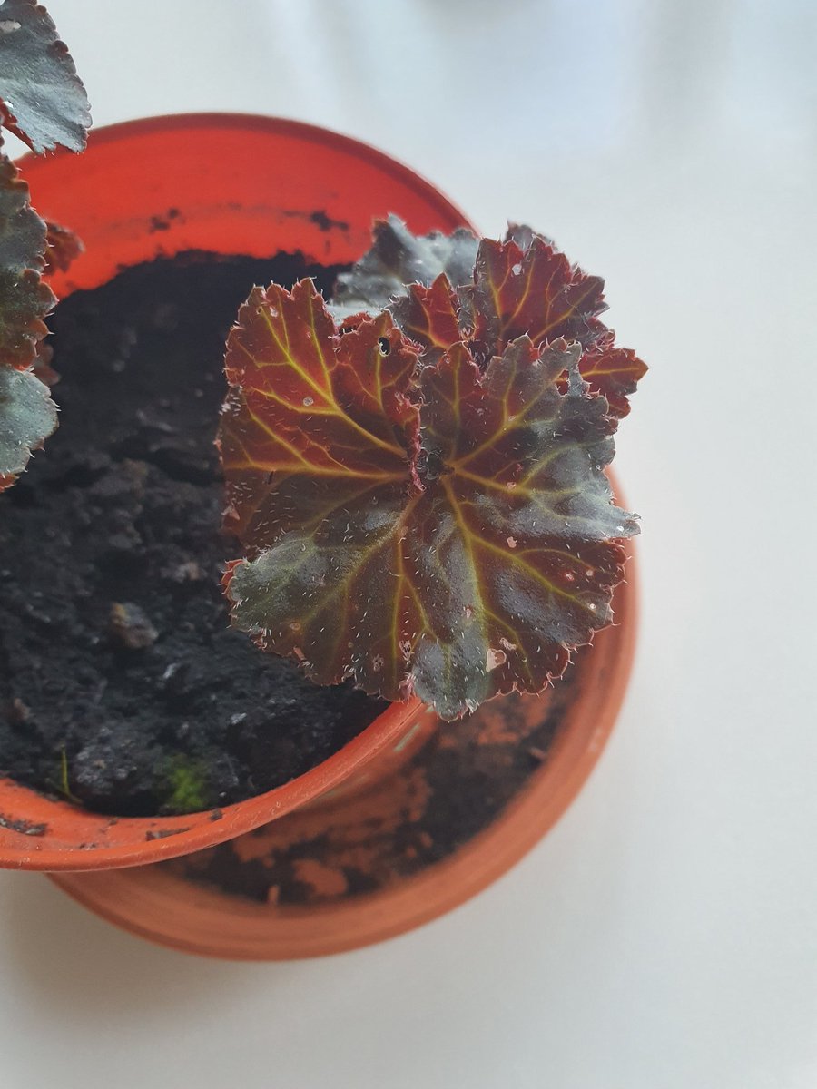 Flic_HM's tweet photo. @GWandShows I was a bit late getting it started but I have a begonia growing from tuber on the windowsill. Over the last few days I've noticed these tiny holes on the leaves. I haven't seen any pests... could it be sun damage? https://t.co/dm5e0LWy9W