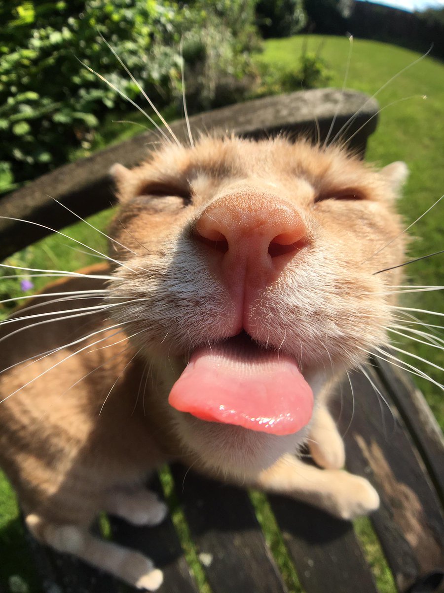 MeowMoeDotCom's tweet photo. My #Boy #Sidders. 😸
#Cats #Cat #Kittens #Kitten #Kitty #Pets #Pet #Meow #Moe #CuteCats #CuteCat #CuteKittens #CuteKitten #MeowMoe
https://t.co/QXlf7jbVX1 https://t.co/gjhFBNIatT