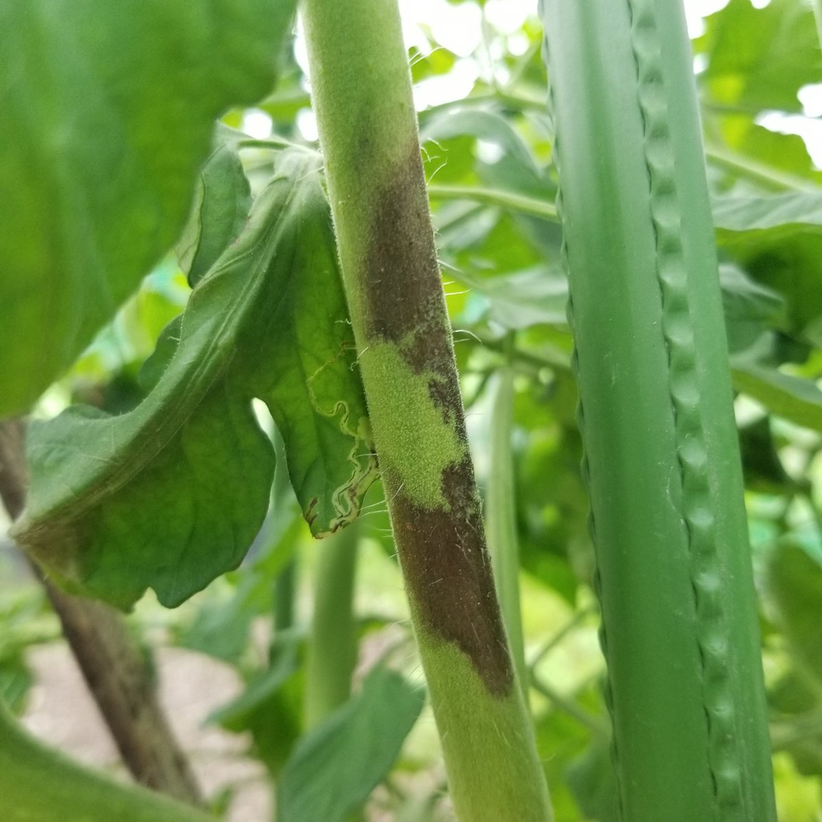 み之スケ 助けてください ミニトマトの葉が枯れています 実も少し黒い気がします 茎まで黒いですし 割れて中身が見えているところもあります 病気でしょうか 何か対処すれば元気になってくれるのでしょうか 最近は雨続きで よく観察できてい