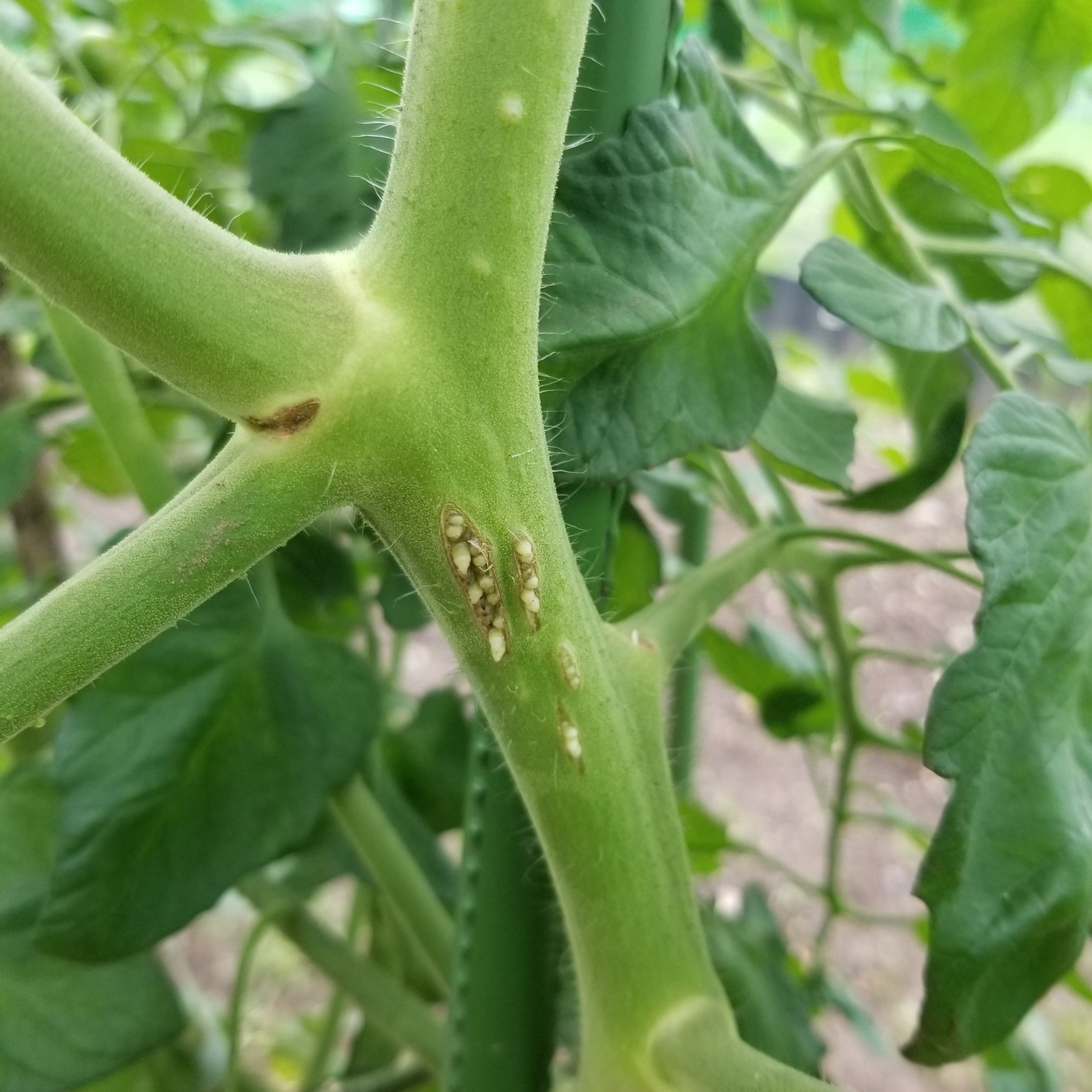 み之スケ 助けてください ミニトマトの葉が枯れています 実も少し黒い気がします 茎まで黒いですし 割れて中身が見えているところもあります 病気でしょうか 何か対処すれば元気になってくれるのでしょうか 最近は雨続きで よく観察できてい