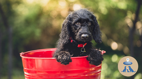 NHPetfood's tweet photo. Who doesn't love playing in a bucket? 🤪

Have a great day everyone! 💕

#thursday #photooftheday #fluffydogs #doglife #dogoftheday #happydog #doglifeisgood #dogsmile #NaturesHarvest #FriendsofNH https://t.co/4SzoOIzIem