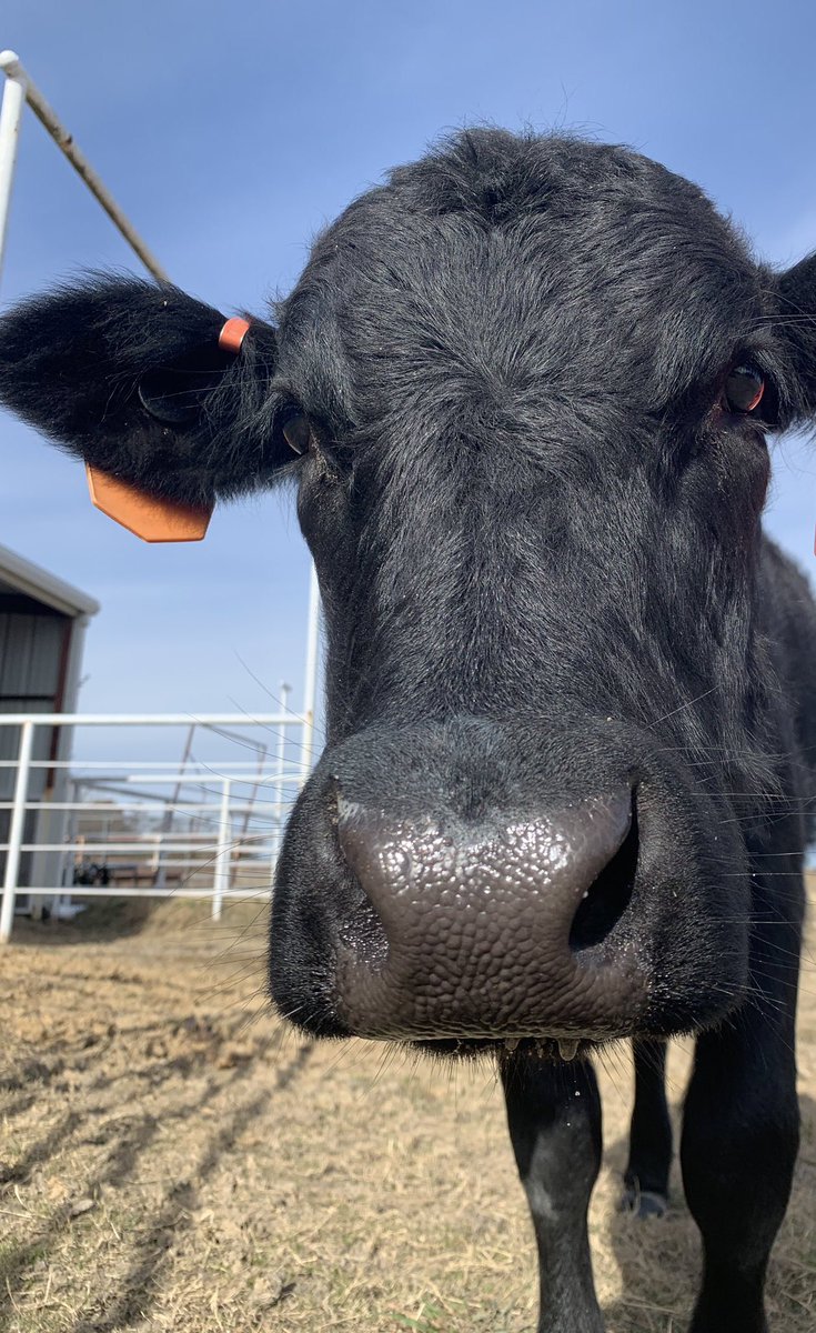 CowoftheDay1's tweet photo. 📅  25th June 2020
🐮 Donna 
💕 #animaloftheday https://t.co/jjAg0X0pNt