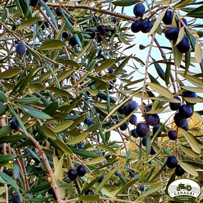 ganagri_'s tweet photo. Empieza a sacarle el máximo rendimiento a tu finca desde hoy. Pregúntanos y te asesoramos.
☎Teléfono: 635 94 02 69
📧 E-mail: info@ganagri.com https://t.co/W5w8toL124