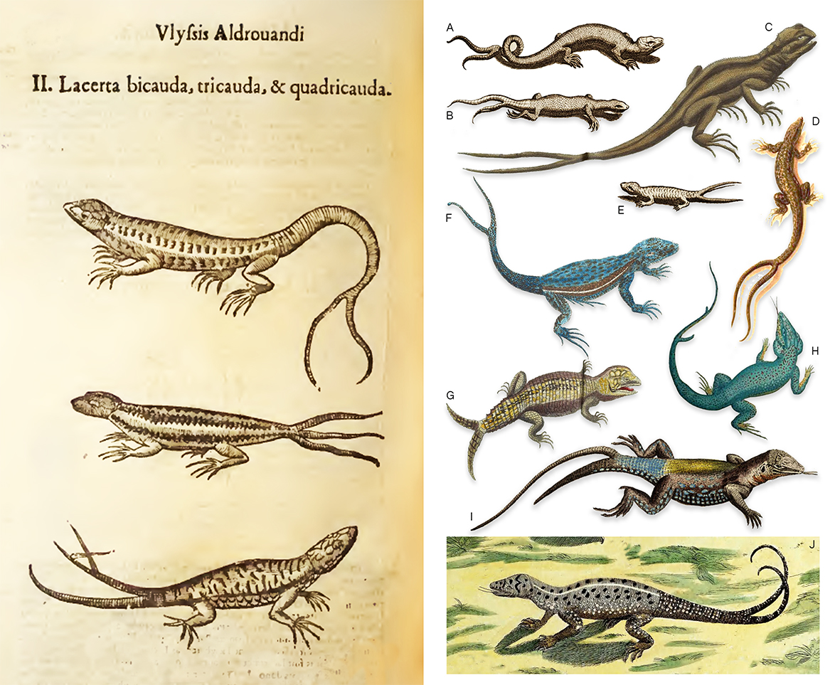 fieldgearjim's tweet photo. One week from submission of the PhD and the review is online! @Curtin_CUBE @CurtinEandA @TheECETeam Hope all enjoy this one! Abnormal #regeneration across species and their potential ecological impacts #lepidosaur #lizard #bifurcation #autotomy
https://t.co/GY7NEWcZNE https://t.co/70w2QIJlJW