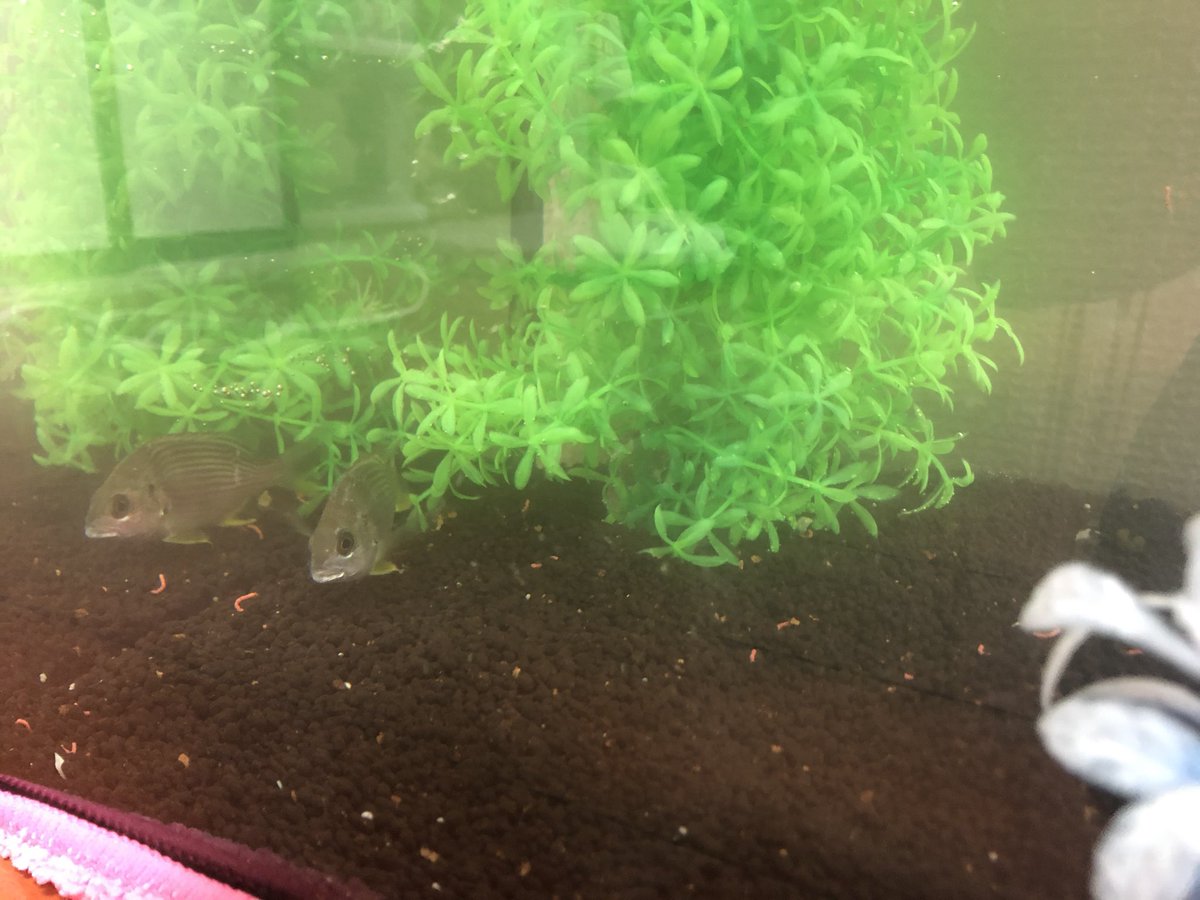 魚飼育 魚飼育