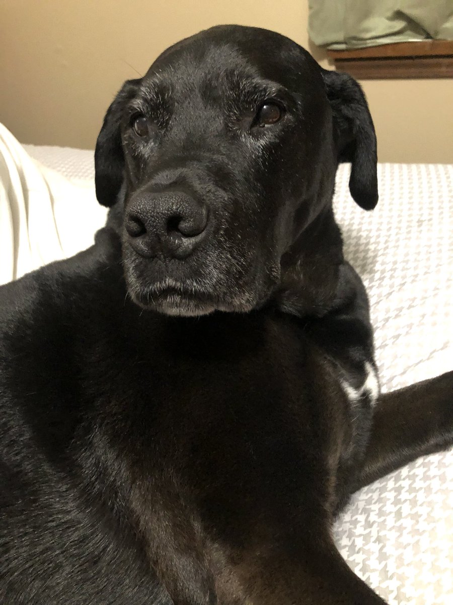 2tailswag's tweet photo. @lifeonfourpaws You also!!! Stay healthy! 🐶❤️🐾 https://t.co/34cb249bPU