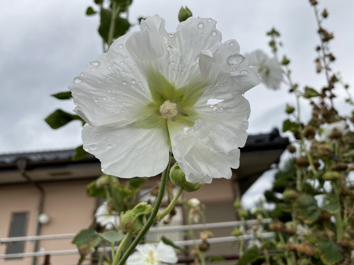 Kiyomitwinkle ウチの庭 立葵 芙蓉 ムクゲ 似てる それもそのはず 立葵 アオイ科 芙蓉 アオイ科フヨウ属 ムクゲ アオイ科フヨウ属 だそうで