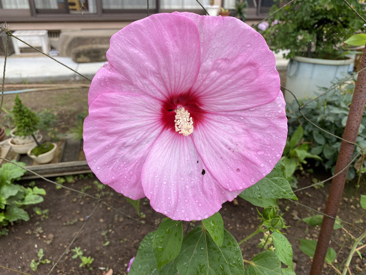Kiyomitwinkle ウチの庭 立葵 芙蓉 ムクゲ 似てる それもそのはず 立葵 アオイ科 芙蓉 アオイ科フヨウ属 ムクゲ アオイ科フヨウ属 だそうで