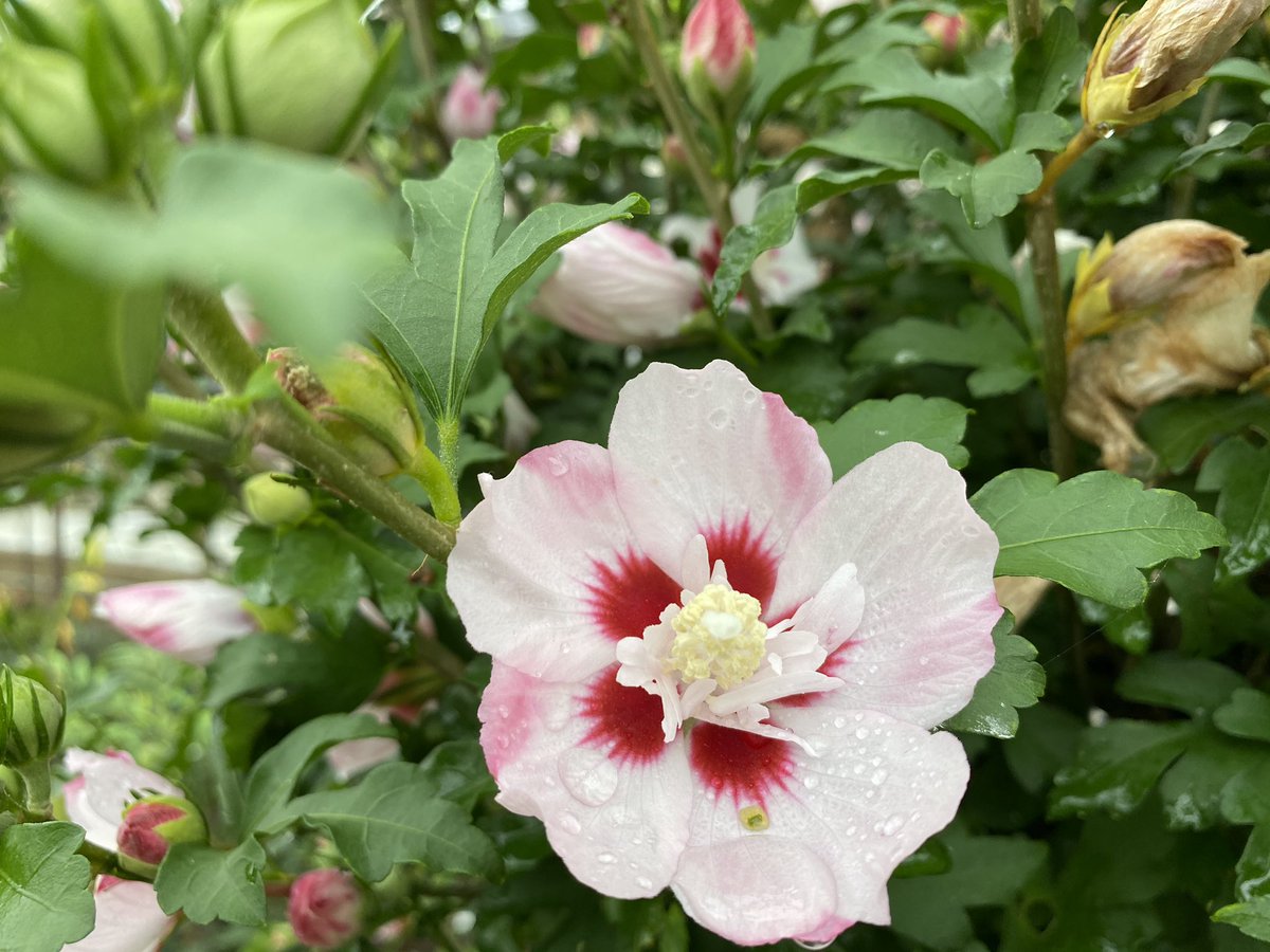 Kiyomitwinkle ウチの庭 立葵 芙蓉 ムクゲ 似てる それもそのはず 立葵 アオイ科 芙蓉 アオイ科フヨウ属 ムクゲ アオイ科フヨウ属 だそうで