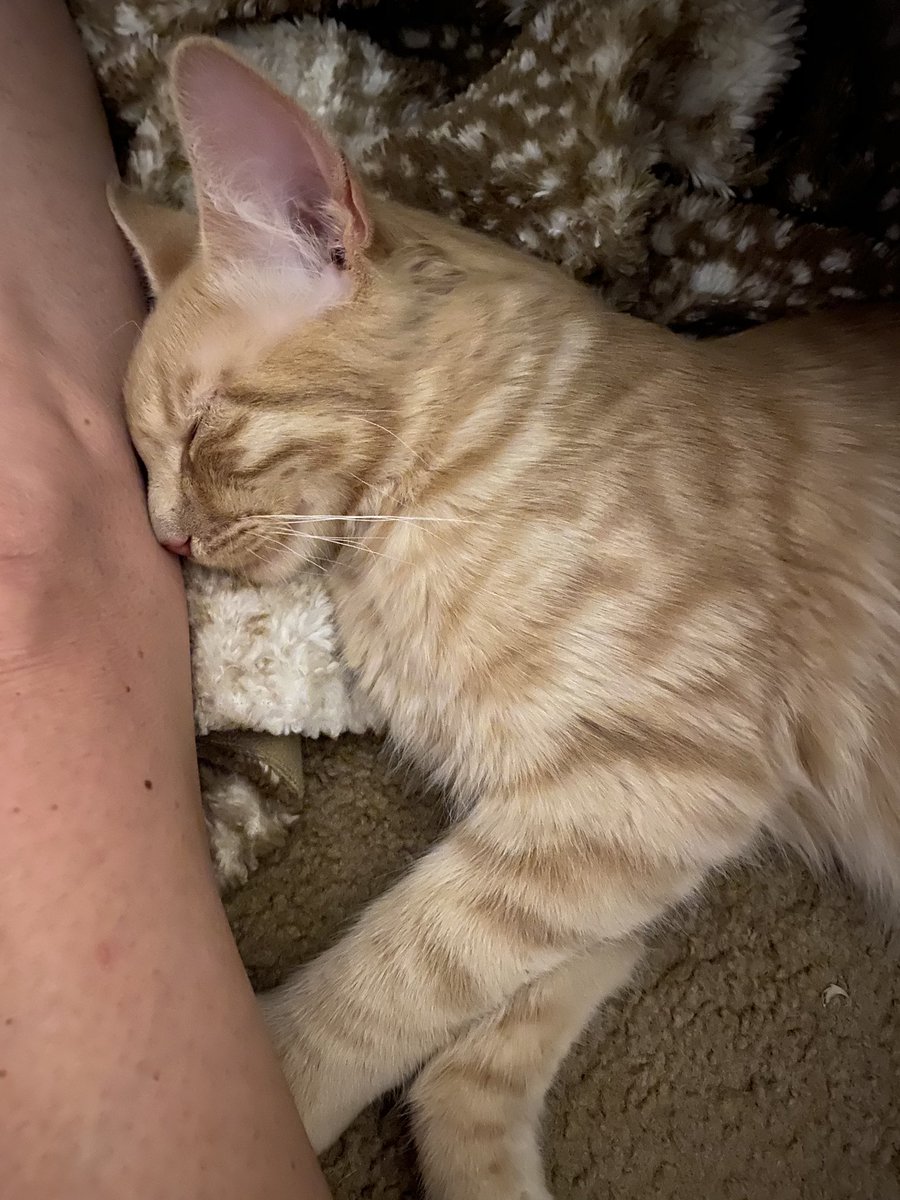 Scarlett_1969's tweet photo. Thank you @HeavenCanWaitLV my little Bobby is doing very well. Heβs a sweet boy. So grateful I rescued him from the outdoors 1 mon ago. Such a lover with lots of purrs and kisses. #grateful #feralkitty #myboy https://t.co/BdvWP1MGnO