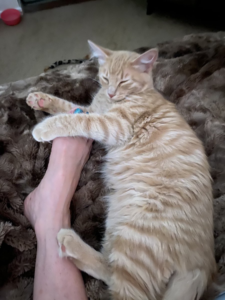Scarlett_1969's tweet photo. Thank you @HeavenCanWaitLV my little Bobby is doing very well. Heβs a sweet boy. So grateful I rescued him from the outdoors 1 mon ago. Such a lover with lots of purrs and kisses. #grateful #feralkitty #myboy https://t.co/BdvWP1MGnO