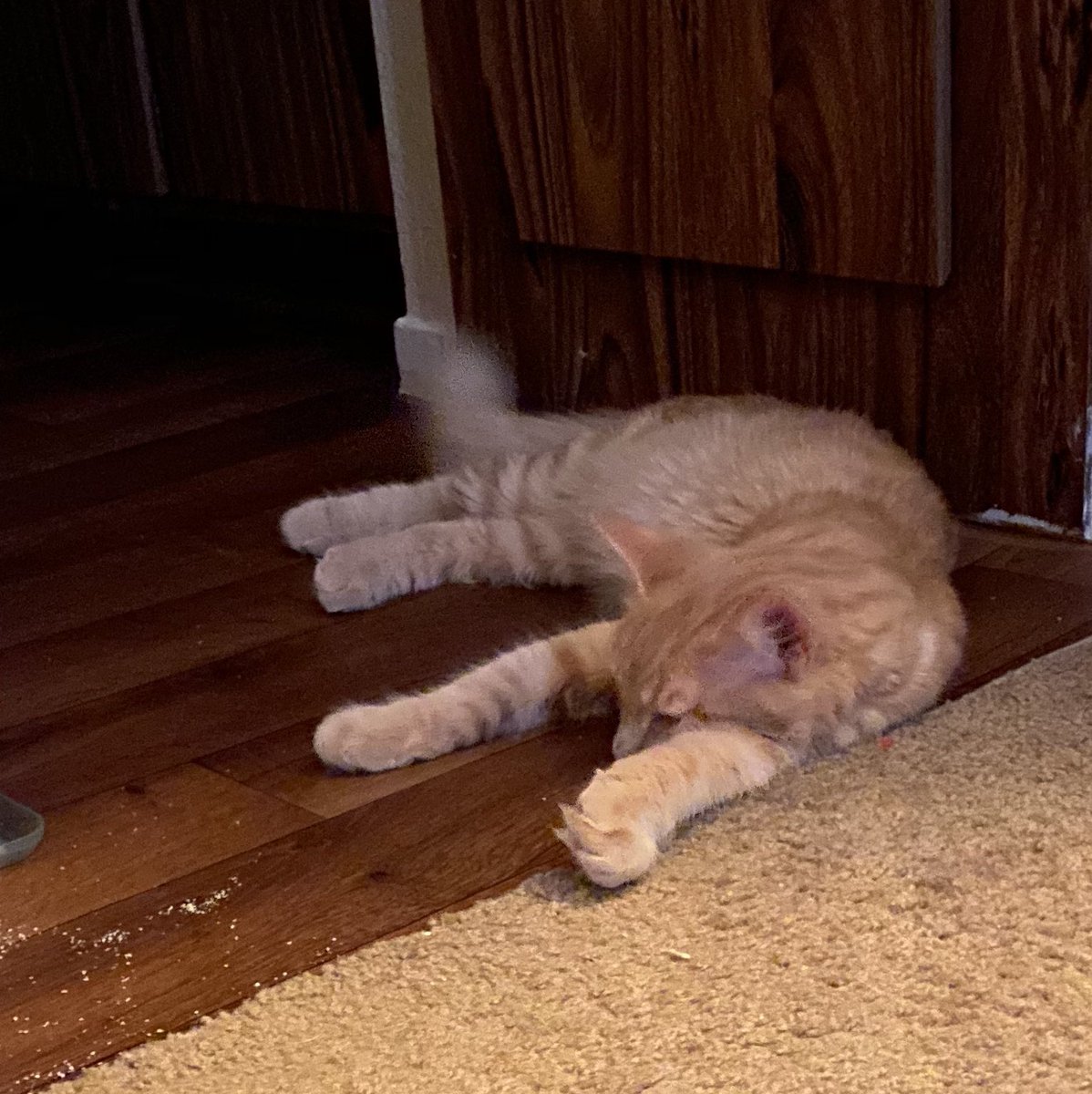 Scarlett_1969's tweet photo. Thank you @HeavenCanWaitLV my little Bobby is doing very well. Heβs a sweet boy. So grateful I rescued him from the outdoors 1 mon ago. Such a lover with lots of purrs and kisses. #grateful #feralkitty #myboy https://t.co/BdvWP1MGnO