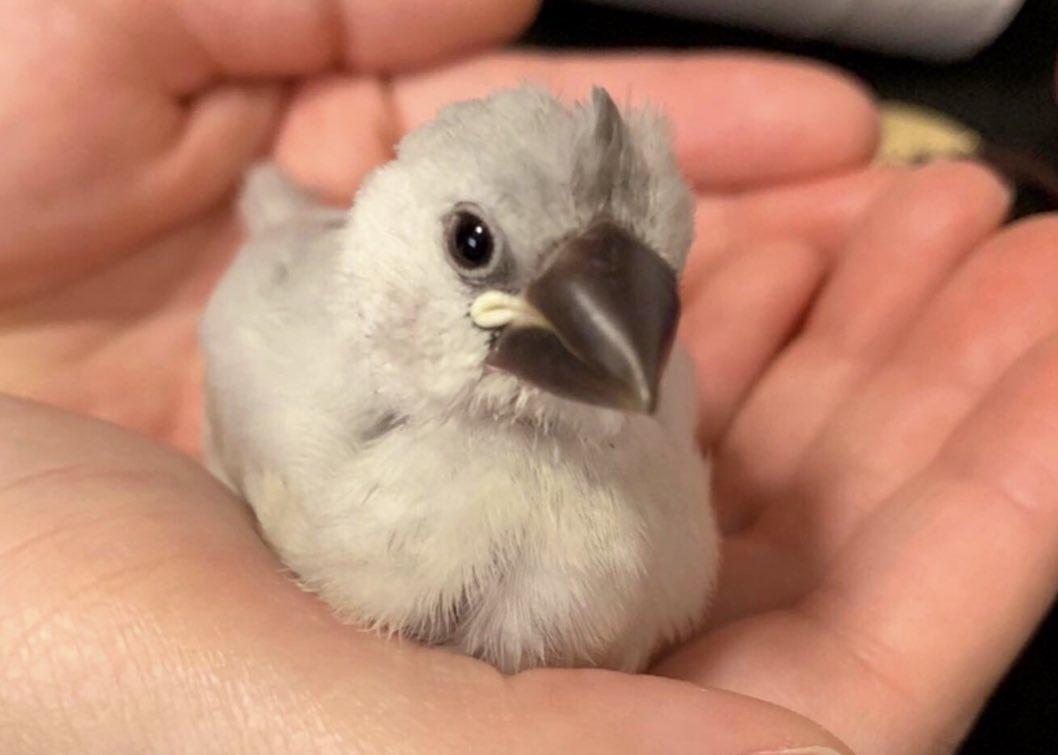 aruchannel0328's tweet photo. 🐥皆んなと居るといつも幸せ🐥https://t.co/0N6MOSQqL9
YouTube動画あげています🍀ハスキー見てニンマリして下さい☺️ https://t.co/oTIwgacgX3
