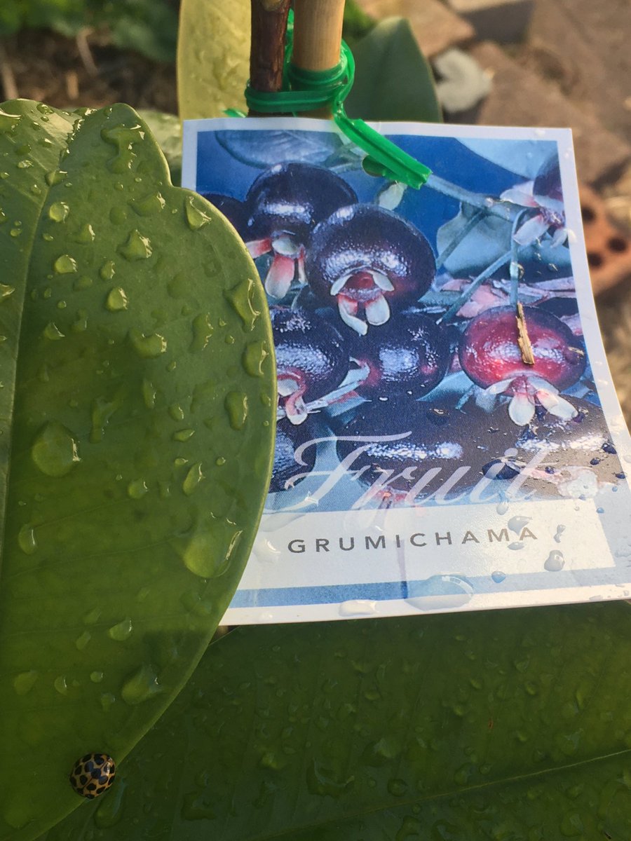 I really like this photo of the ladybug on the Grumichama