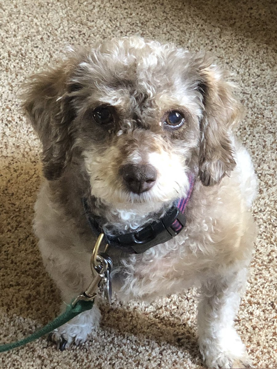 GunterWriter's tweet image. Cute puppy