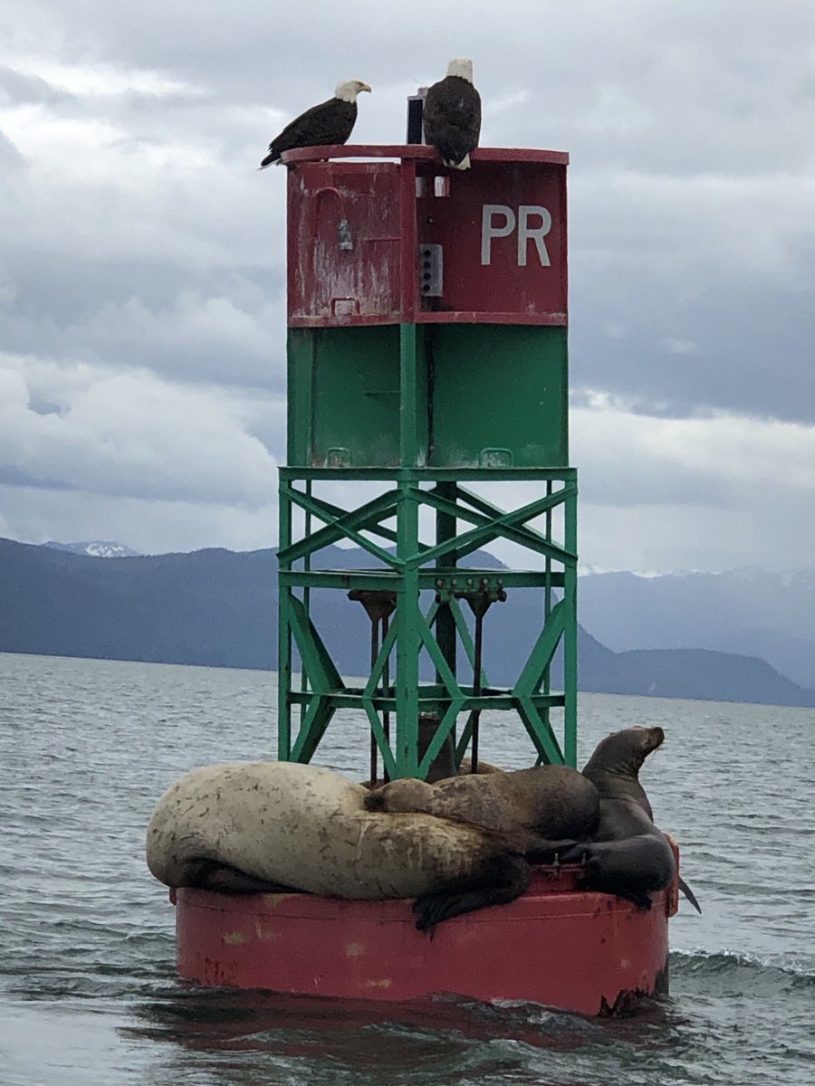 FriscoMrs's tweet photo. Whales, sea lions, and eagles. Amazing day. Thankful and blessed https://t.co/xShcABGWgN