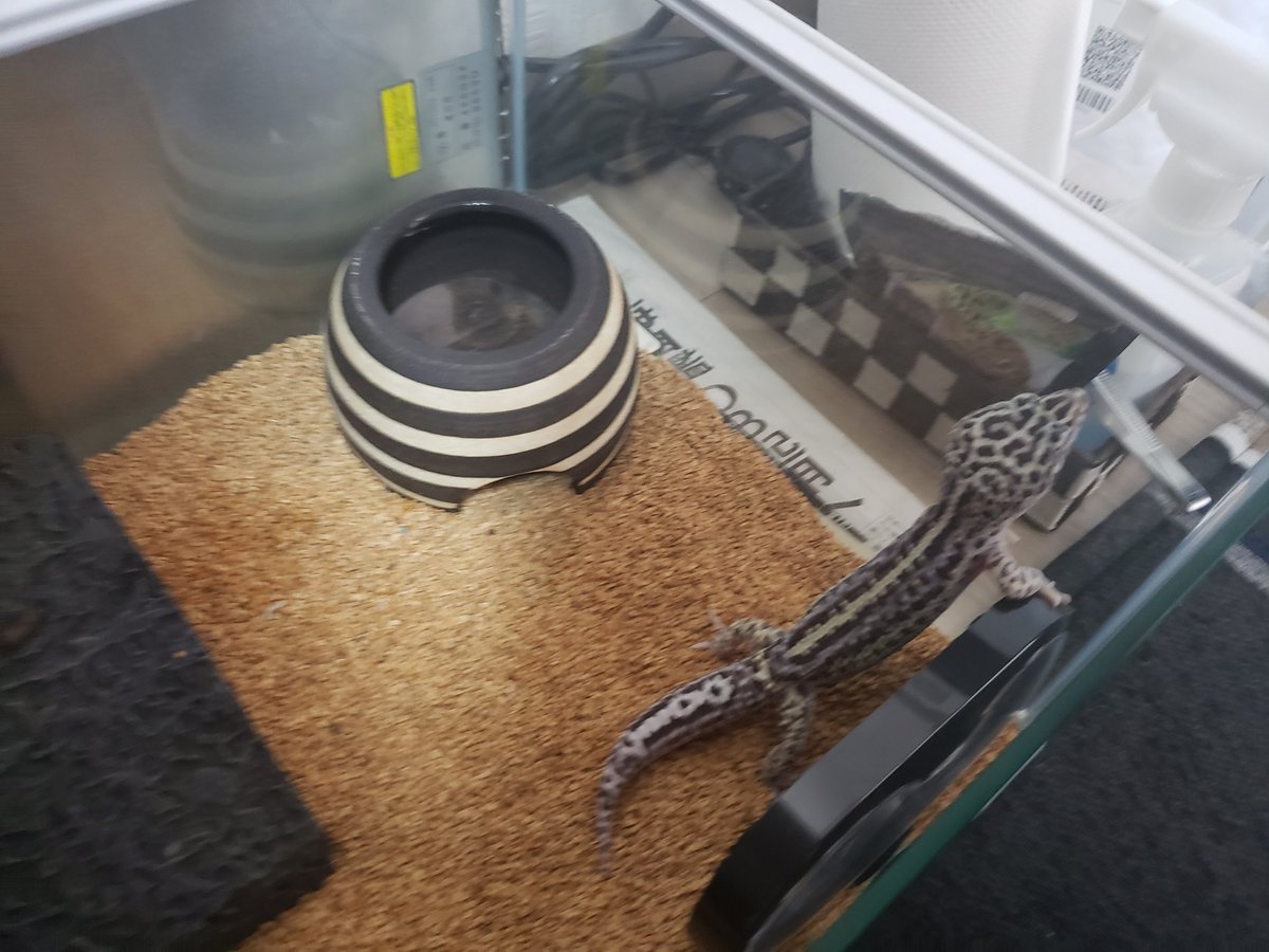 なめこ レオパ初心者 床材をキッチンペーパーからウォールナッツサンドに変えたところ かなり落ち着かない様子です そのうち慣れるんでしょうか あんまり嫌がるなら止めたほうがいいです レオパ ヒョウモントカゲモドキ