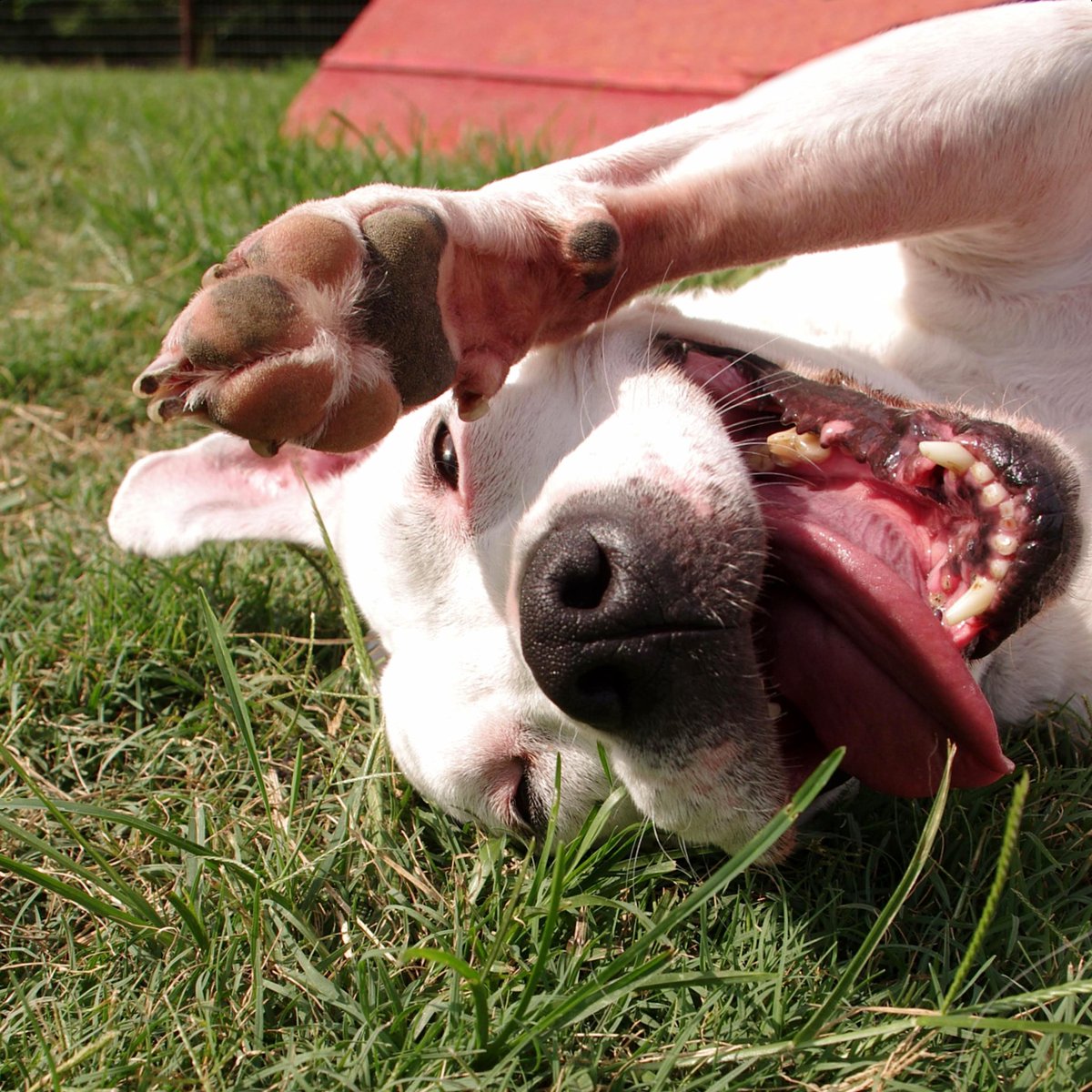 ksmutthut's tweet photo. Since we're all about staying safe, instead of shaking human hands, shake your pup's paw this #NationalHandshakeDay! 🤝 We've got the treats you need to reward them for being such good shakers! 🥰🐾 #HandshakeDay #GoodGirl #GoodBoy #Shake #Brenham #Texas https://t.co/EbLVg3rY6e