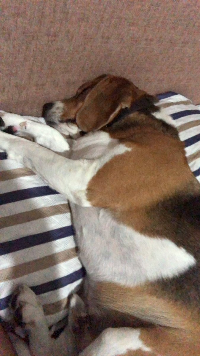 leyendowsky's tweet photo. Después del susto que me diste hoy cabron, es bien reconfortante verte acurrucado y saludable. #donperro https://t.co/HwDgVX3Inq