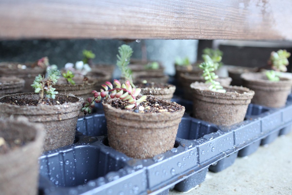 お 菓 子 工 房 P A L M 母がかわいがっている多肉のこどもたち 農園palm Palm 多肉植物 長崎 諫早