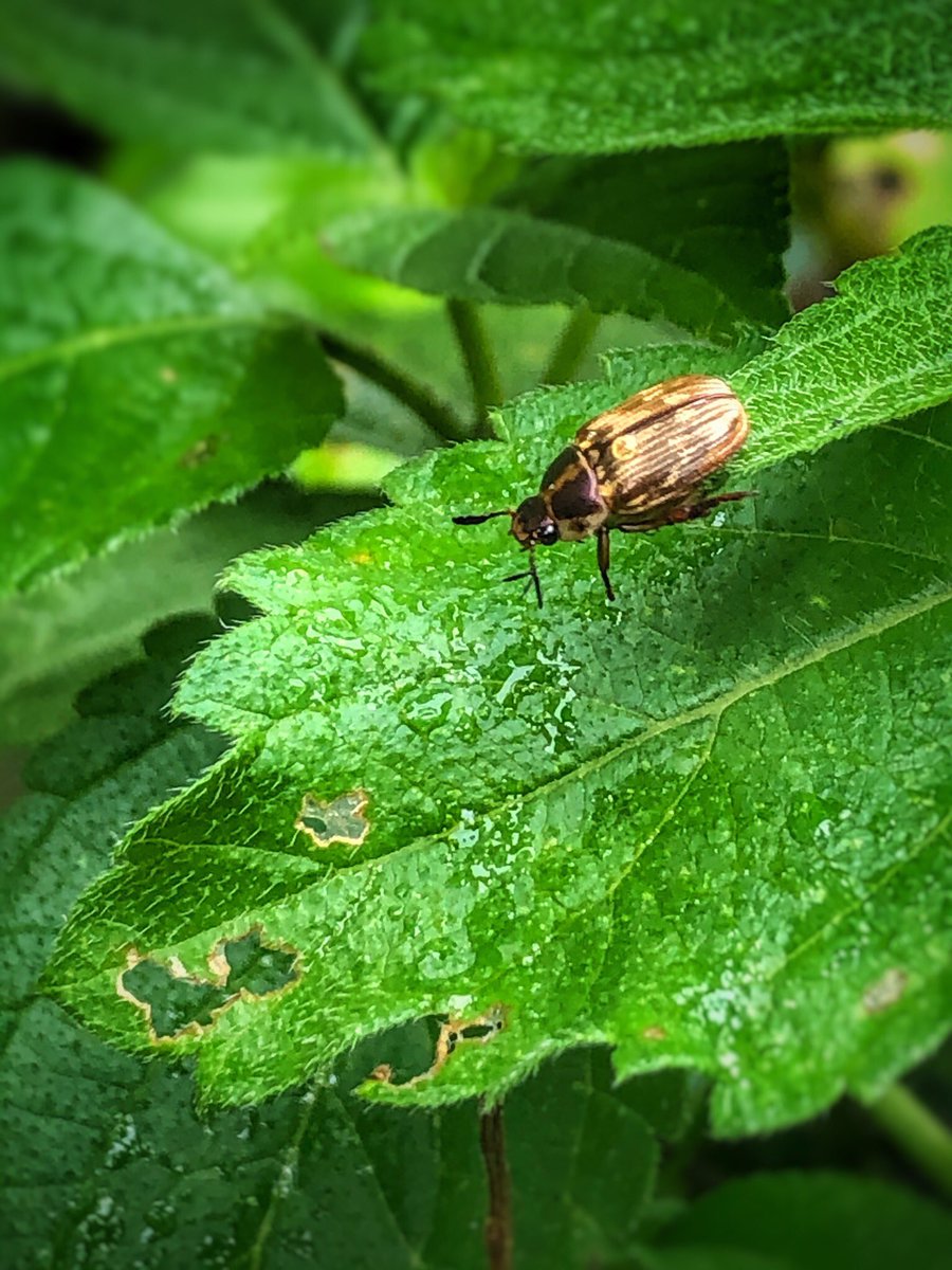 வாங்க சார் வந்து வயிறு முட்ட சாப்டுட்டு போங்க... #என்வீட்டுதோட்டத்தில்