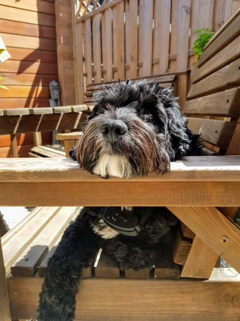 CockapooBarry's tweet image. I enjoyed my birthday cake so much yesterday. Maybe it wasn't such a good idea to eat the whole cake but I couldn't help myself.