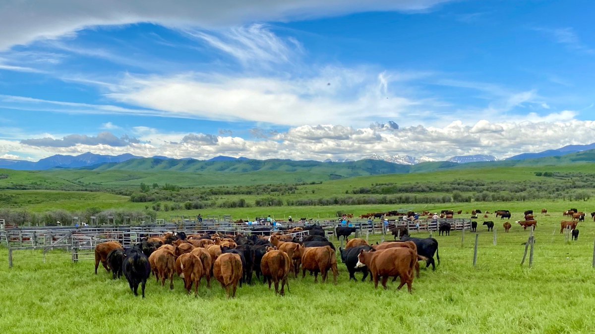 chinookranch's tweet image. Any good?