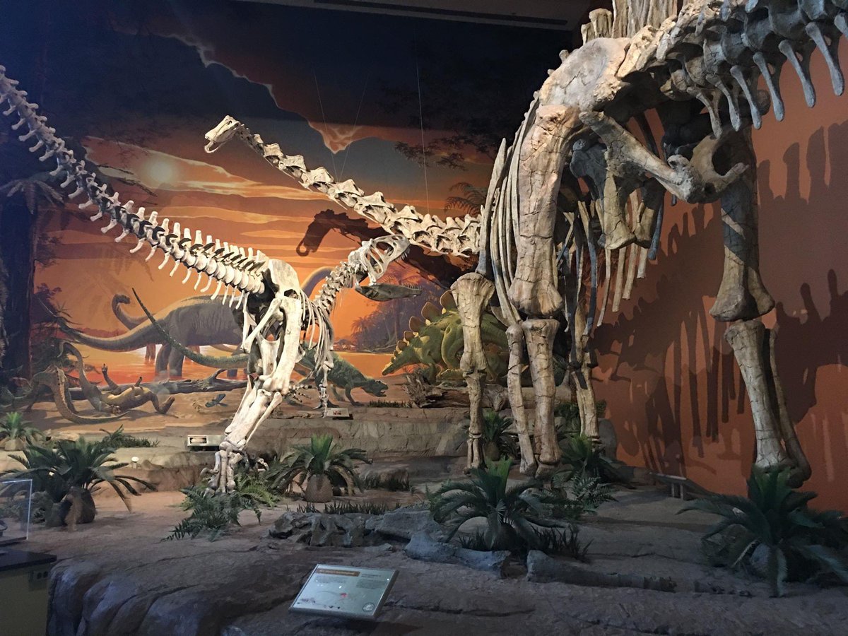 Most publications have accepted Saurophaganax as a distinct genus, but there are some that still think it may be a larger Allosaurus. New possible material of Saurophaganax from New Mexico may confirm the status of the theropod.  @NMMNHS  @NMMNHS_Paleo