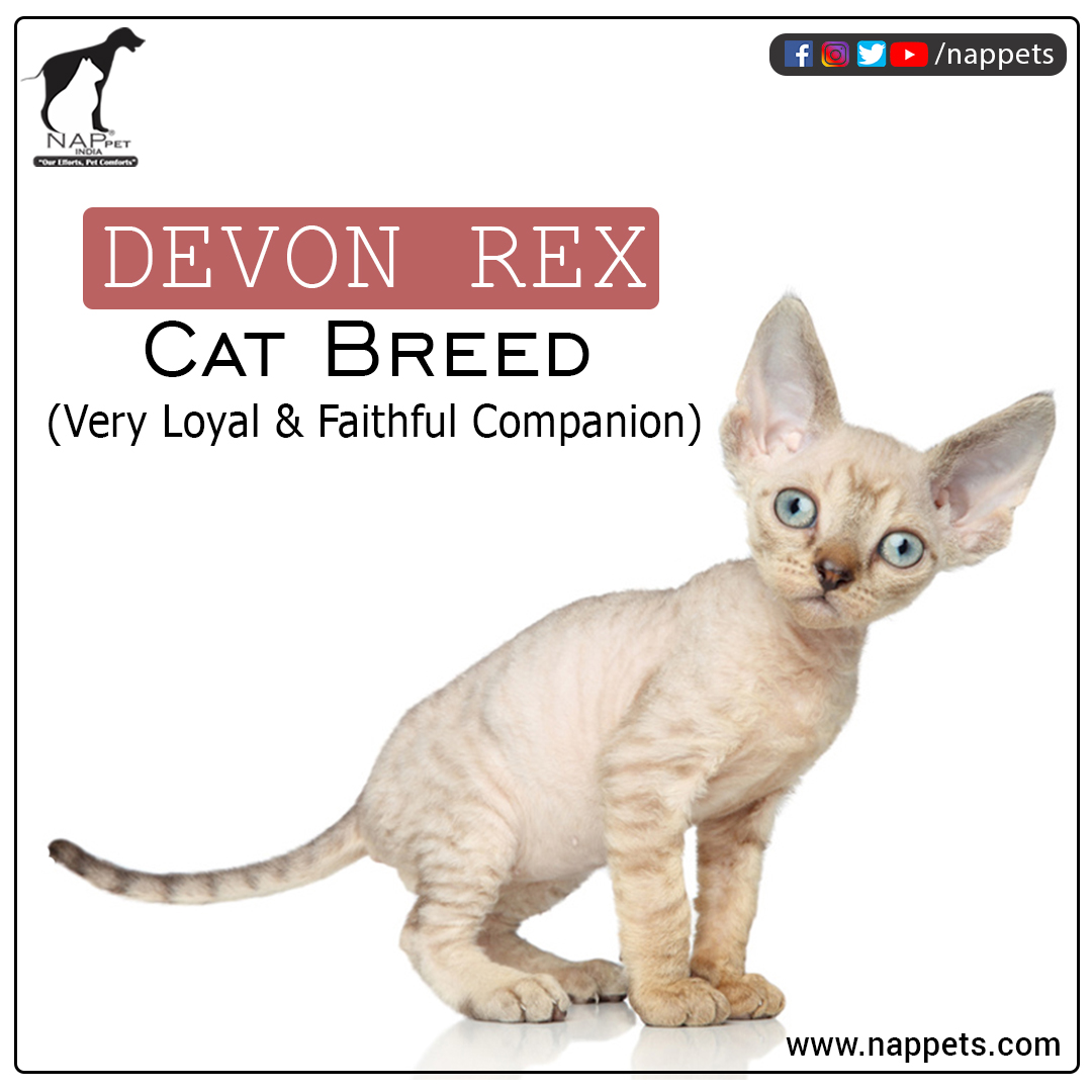 nappetindia's tweet image. The Devon Rex 
For Full Info Related to this Post

Follow us on Instagram
instagram.com/nappetindia/

Visit our Website for more Pet Information
nappets.com

Like our page on Facebook
facebook.com/nappet/

#catbreeds
#catbreed #devonrexcats #devonrex #catlife #cats