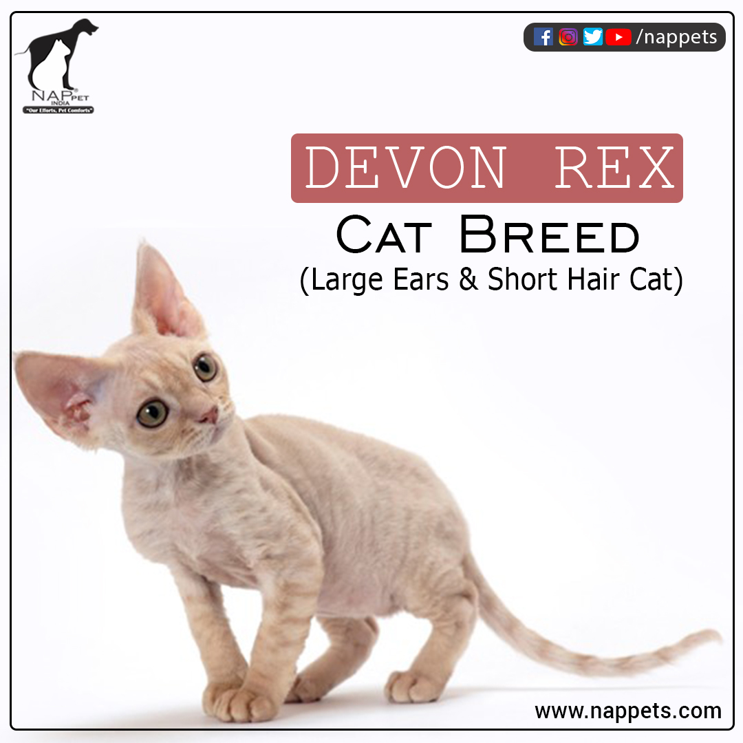 nappetindia's tweet image. The Devon Rex 
For Full Info Related to this Post

Follow us on Instagram
instagram.com/nappetindia/

Visit our Website for more Pet Information
nappets.com

Like our page on Facebook
facebook.com/nappet/

#catbreeds
#catbreed #devonrexcats #devonrex #catlife #cats