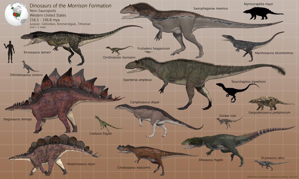 The Morrison Formation that Saurophaganax lived in consisted of a variety of large sauropod dinosaurs, the aforementioned theropods, ornithischian dinosaurs such as Stegosaurus and Camptosaurus, as well as lizards and amphibians. Images by Paleoguy.