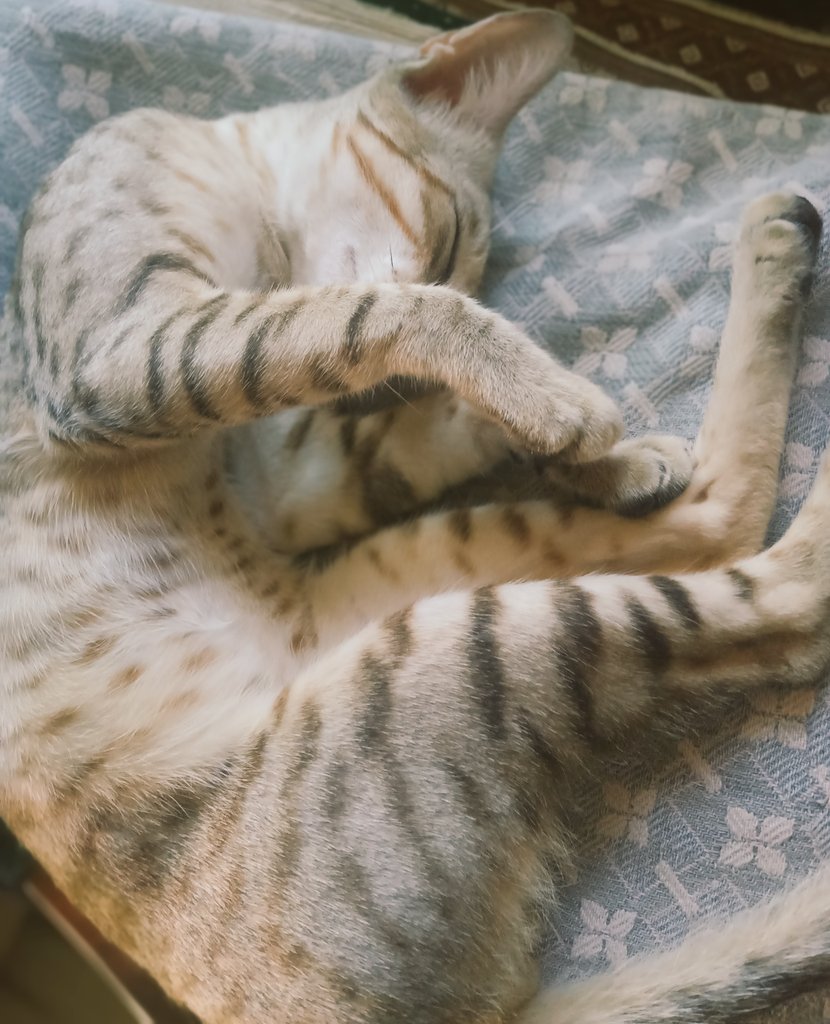 Watching you sleep is a bliss #AnimalLove #MadhuriClicks