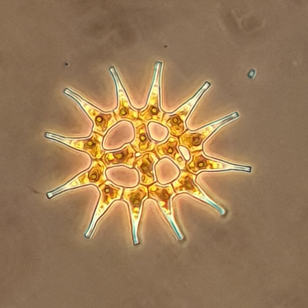 NotAPrimeNumber's tweet photo. Another #algae for a Thursday.
Chlorophyte - #greenalgae, #desmid - Pediastrum spp.
From pedion - flat, astron- star.
Colony size approx. 125 um.
#phytoplankton #protists #freshwater https://t.co/zsbuGPDhbZ