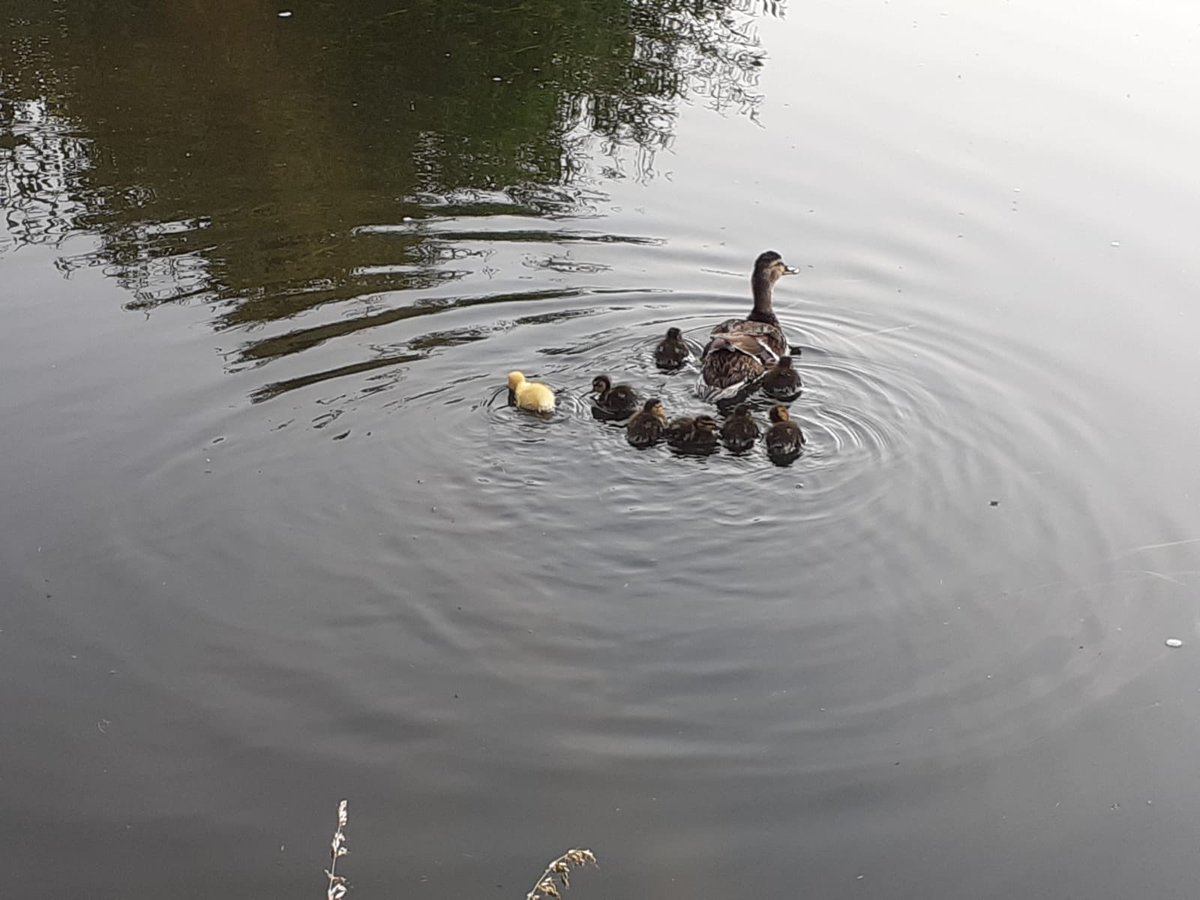 KentMediate's tweet photo. If you feel like the odd one out in your work environment, have you considered mediation rather than a lengthy and costly court dispute? #mediatekent https://t.co/OHYiFRKX4C