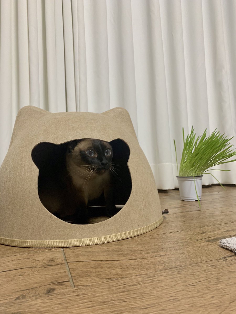 펫디아 종이방석을 사왔는데
합체해놓으니 며칠 간 안써서
분리해보니 바로 들어가서 사용한다
#고양이 #고양이너무어렵다 #펫디아 #펫디아종이방석