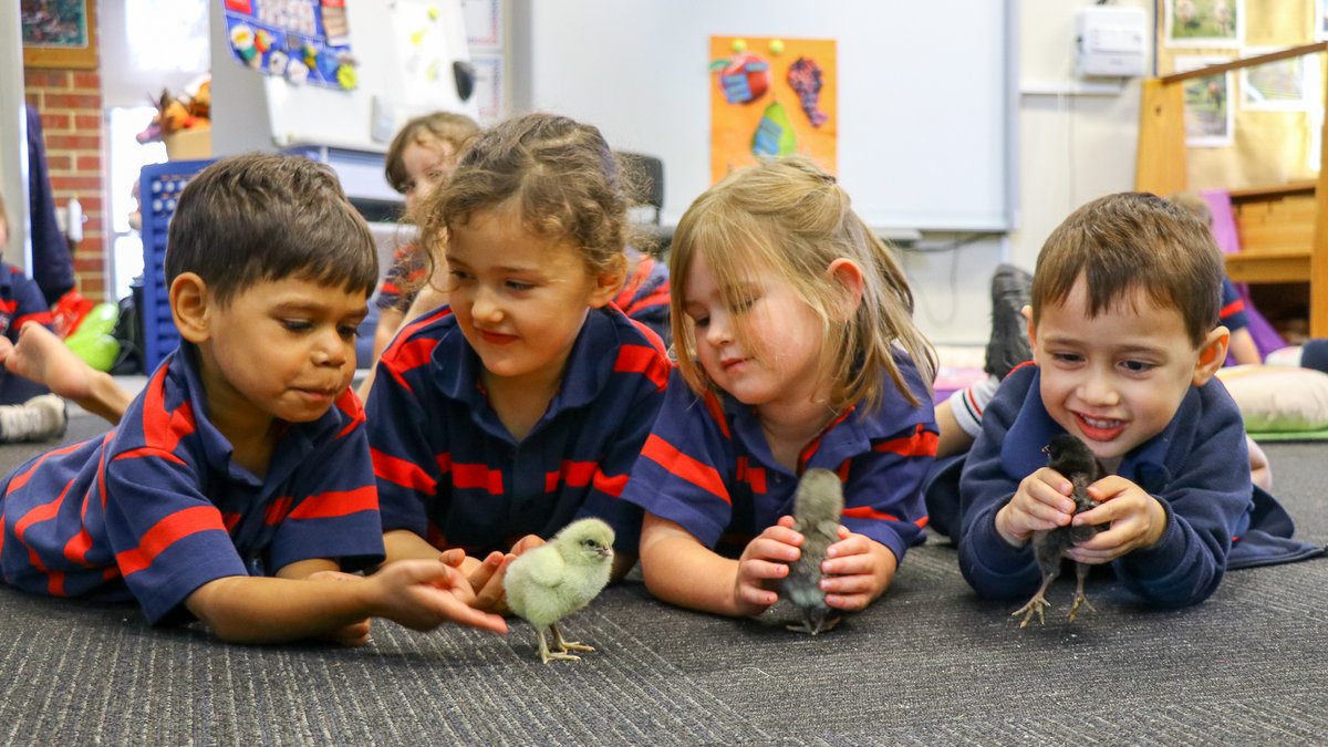 CHICKENS R US! Being this cute is hard work. Our Djinda and Kindy students think so, too. They can't stop cuddling their new, fluffy classmates. 
#farmlife #school #LoveStory
