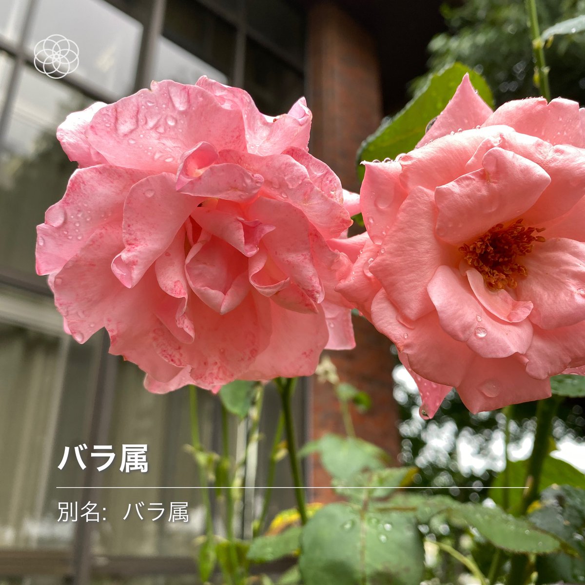 Reikotan 候補のおうちが今の家から徒歩15分ぐらい 場所と外観を見にポテポテおさんぽ 途中ホームセンターで 植木のチェック 沈丁花は来年鉢植えを買って 今時期に植え替えだなー ハイビスカスってフツーに咲くの よそさまのお庭もお花いっぱい Reikotan 候補のおうちが今の家から徒歩15分ぐらい 場所と外観を見にポテポテおさんぽ 途中ホームセンターで 植木のチェック 沈丁花は来年鉢植えを買って 今時期に植え替えだなー ハイビスカスってフツーに咲くの よそさまのお庭もお花いっぱい