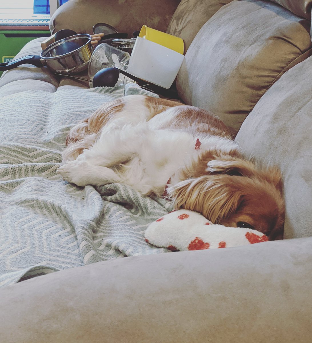 Howdy folks. Unfortunately I won't be doing #afl #DoggieTips for the next three weeks. I've hurt my back and my vet has said I'm to rest. No climbing up stairs, sofas, and boxes (boo!). Getting old sucks. 

Pic of me enjoying sofa privileges before the injury. You guys take care.