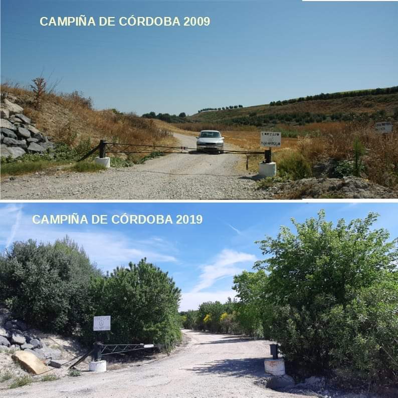 CerealAgua's tweet photo. Dos imágenes valen más que mil palabras. Resultados del proyecto de diversificación del #paisaje agrario en la Campiña de #Córdoba. Participan @ASAJACORDOBA @IAS_CSIC @ayuncordoba_es @ETSIAMCordoba @IfapaJunta #agricultura #agroecosistemas #cereales #suelo #TerritoriosSostenibles https://t.co/EdaQyuuZT0
