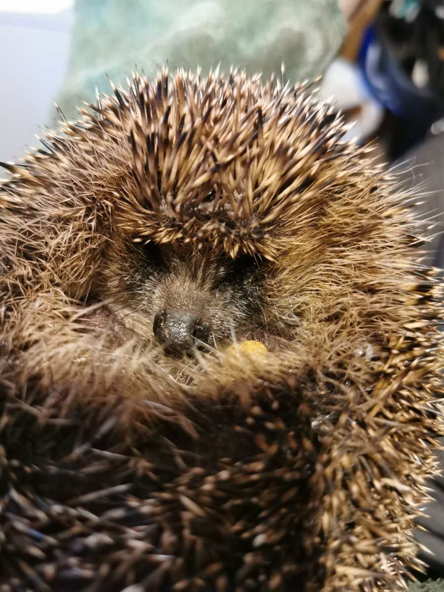 willbartle's tweet photo. Day 23 #30DaysWild - helped a #hedgehog out in the day. Gave it water and hedgehog food. :) https://t.co/DgCji5uXSx
