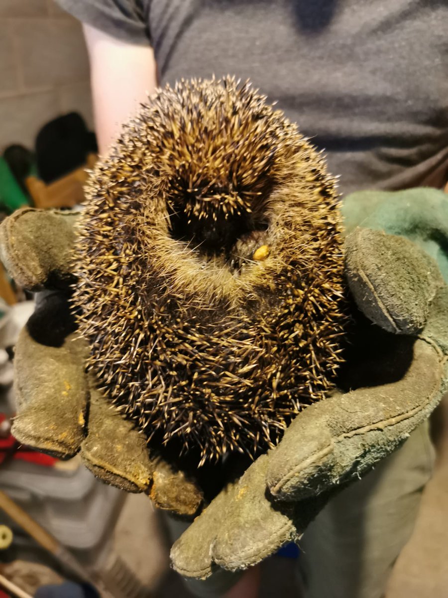 willbartle's tweet photo. Day 23 #30DaysWild - helped a #hedgehog out in the day. Gave it water and hedgehog food. :) https://t.co/DgCji5uXSx