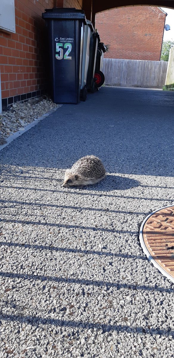 willbartle's tweet photo. Day 23 #30DaysWild - helped a #hedgehog out in the day. Gave it water and hedgehog food. :) https://t.co/DgCji5uXSx